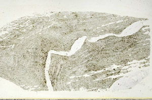 Plane Polarized, S87294