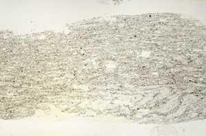 Plane Polarized, S87297/A