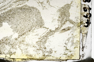 Plane Polarized, S87317
