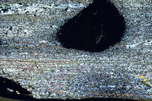 Cross Polarized, S87318