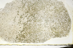 Plane Polarized, S87336
