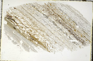 Plane Polarized, S87342