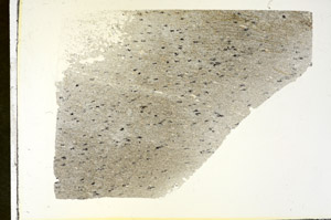 Plane Polarized, S87358