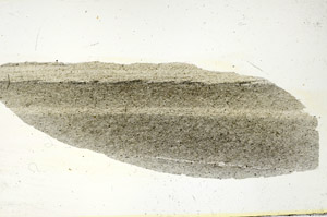 Plane Polarized, S87371
