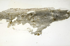 Plane Polarized, S87386