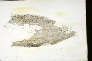 Plane Polarized, S87387