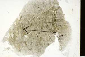 Plane Polarized, S87390