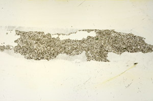 Plane Polarized, S87401