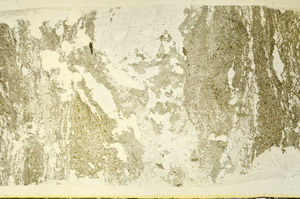 Plane Polarized, S87402
