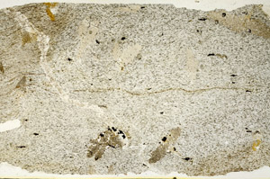 Plane Polarized, S87418