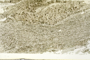 Plane Polarized, S87421
