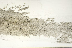 Plane Polarized, S87422