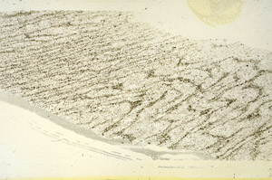 Plane Polarized, S87424