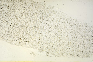 Plane Polarized, S87432