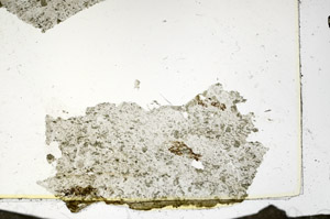 Plane Polarized, S87439