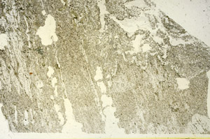 Plane Polarized, S87450