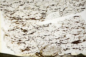Plane Polarized, S87463