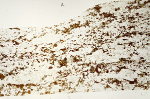 Plane Polarized, S87490