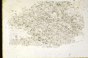 Plane Polarized, S87492