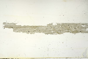 Plane Polarized, S87495