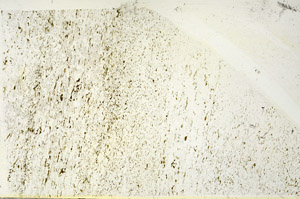 Plane Polarized, S87501