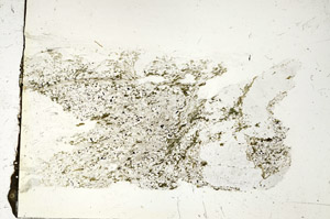 Plane Polarized, S87508