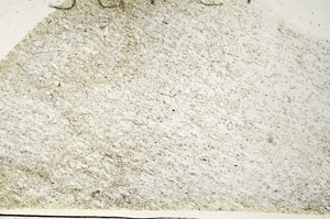 Plane Polarized, S87536