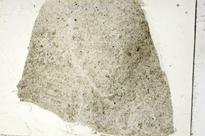 Plane Polarized, S87537