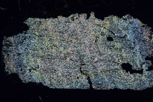 Cross Polarized, S87541
