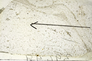 Plane Polarized, S87547