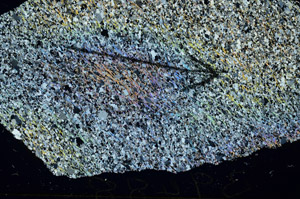 Cross Polarized, S87556