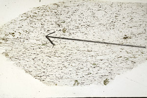 Plane Polarized, S87557