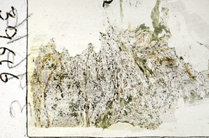 Plane Polarized, S87559