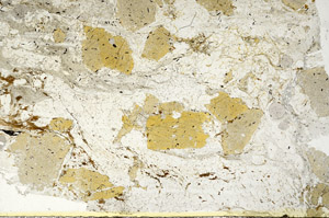 Plane Polarized, S87571