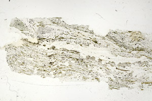 Plane Polarized, S87577