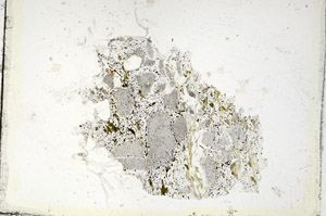 Plane Polarized, S87579