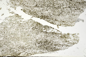 Plane Polarized, S87588