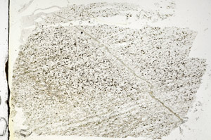 Plane Polarized, S87593