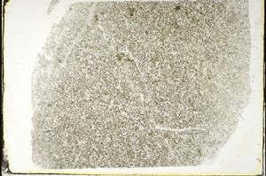 Plane Polarized, S87599