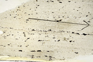 Plane Polarized, S87612