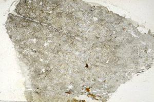 Plane Polarized, S87622