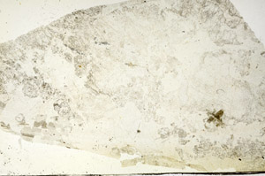Plane Polarized, S87625