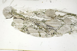 Plane Polarized, S87636