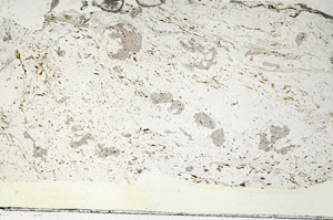 Plane Polarized, S87644