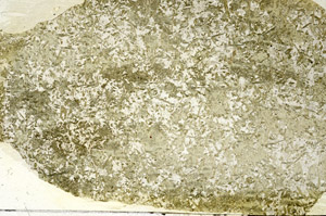 Plane Polarized, S87654