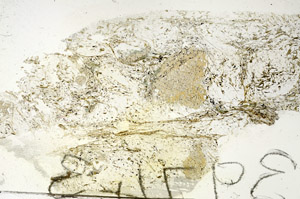 Plane Polarized, S87667