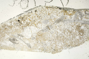 Plane Polarized, S87672