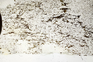 Plane Polarized, S87673