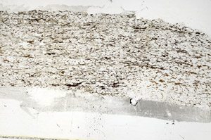 Plane Polarized, S87674