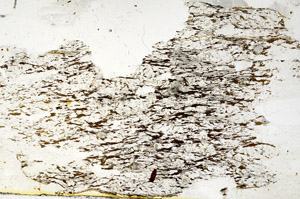 Plane Polarized, S87677